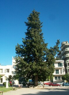ΙΔΡΥΘΗΚΕ Ο ΕΛΛΗΝΙΚΟΣ ΣΥΛΛΟΓΟΣ ΓΙΑ ΤΗ ΔΕΝΔΡΟΚΟΜΙΑ