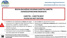 ΜΕΣΟΛΟΓΓΙ: ΝΕΟΣΣΟΙ ΘΑΛΑΣΣΙΑΣ ΧΕΛΩΝΑΣ ΚΑΡΕΤΑ-ΚΑΡΕΤΑ ΚΑΤΑΓΡΑΦΗΚΑΝ ΓΙΑ ΠΡΩΤΗ ΦΟΡΑ ΣΤΗΝ ΤΟΥΡΛΙΔΑ