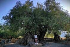 Η ΓΗΡΑΙΟΤΕΡΗ ΕΛΙΑ ΤΗΣ ΠΕΛΟΠΟΝΝΗΣΟΥ ΕΝΤΑΣΣΕΤΑΙ ΣΤΟ ΔΙΚΤΥΟ ΑΙΩΝΟΒΙΩΝ ΔΕΝΤΡΩΝ ΕΛΛΗΝΙΚΗΣ ΕΠΑΝΑΣΤΑΣΗΣ