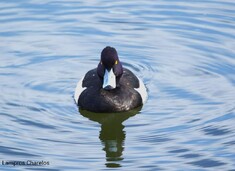 ΗΡΘΑΝ ΚΑΙ ΦΕΤΟΣ ΤΑ ΓΚΙΣΑΡΙΑ ΣΤΗ ΛΙΜΝΟΘΑΛΑΣΣΑ ΤΟΥ ΑΙΤΩΛΙΚΟΥ