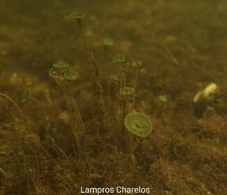 ΣΥΝΕΧΙΖΕΙ ΝΑ ΜΑΣ ΕΚΠΛΗΣΣΕΙ Ο ΒΥΘΟΣ ΤΗΣ ΛΙΜΝΟΘΑΛΑΣΣΑΣ ΑΙΤΩΛΙΚΟΥ