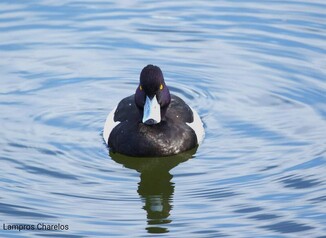 ΗΡΘΑΝ ΚΑΙ ΦΕΤΟΣ ΤΑ ΓΚΙΣΑΡΙΑ ΣΤΗ ΛΙΜΝΟΘΑΛΑΣΣΑ ΤΟΥ ΑΙΤΩΛΙΚΟΥ