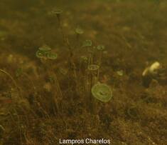 ΣΥΝΕΧΙΖΕΙ ΝΑ ΜΑΣ ΕΚΠΛΗΣΣΕΙ Ο ΒΥΘΟΣ ΤΗΣ ΛΙΜΝΟΘΑΛΑΣΣΑΣ ΑΙΤΩΛΙΚΟΥ